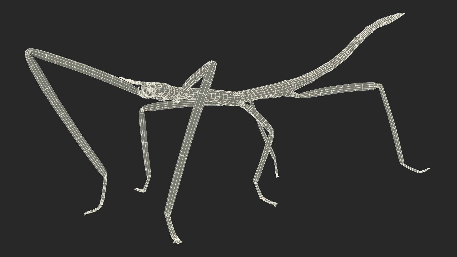 3D Stick Insect Brown Walking Model - TurboSquid 1469124
