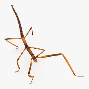 3D stick insect brown walking model