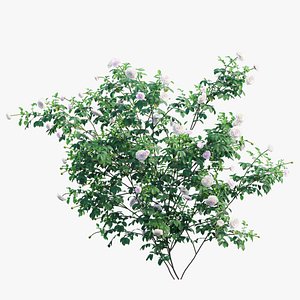 Rose plant set 58 3D model