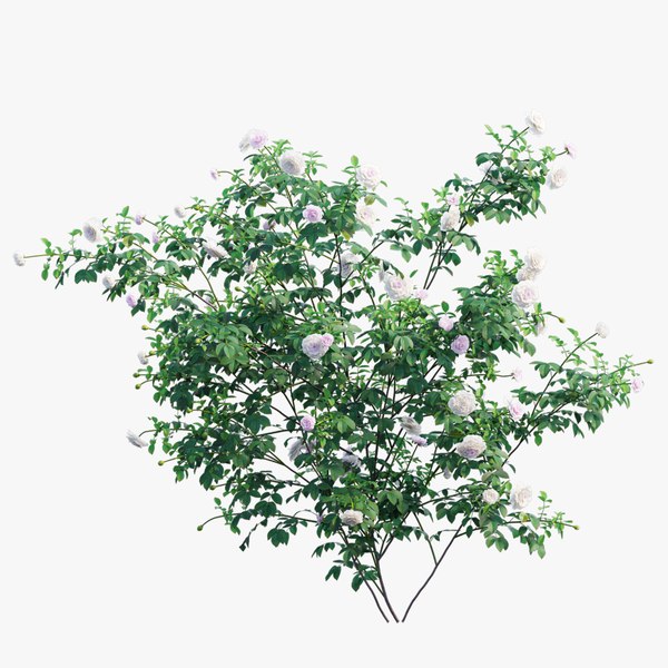 modelo 3d Conjunto de plantas de rosas 58 - TurboSquid 1728373