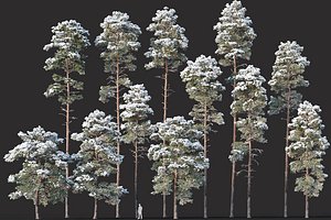 3D mega 12 winter