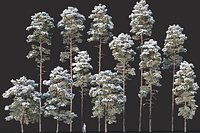 Pinus sylvestris Mega Collection Winter 12 models H10-27m