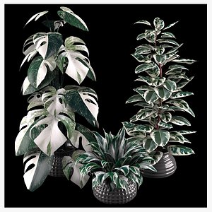 albino plant set 3D model