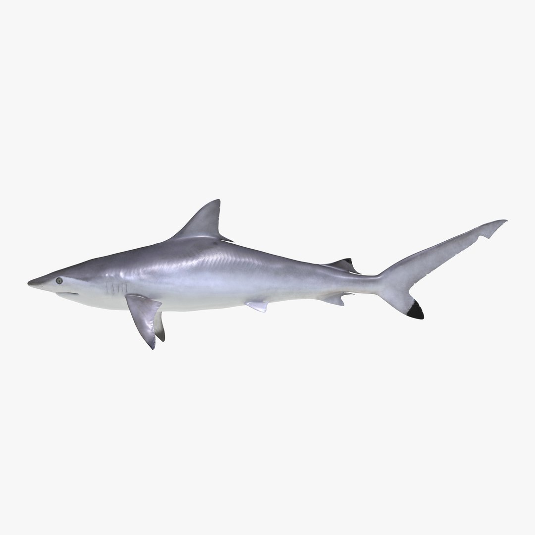 Spottail Shark 3D Model 3D model preview