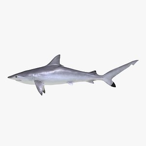 Spottail Shark 3D Model