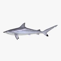 Spottail Shark 3D Model