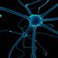 Neuron