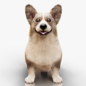Welsh Corgi  Merle  Static Xgen-core 3D