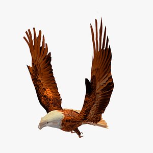 Golden Eagle Catch Animated