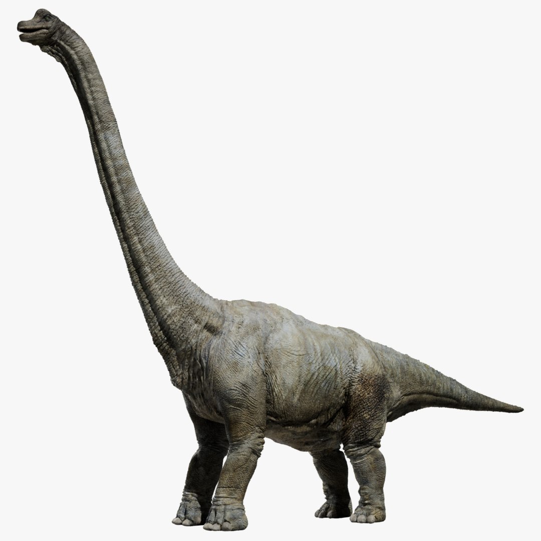Brachiosaurus Rigged 3D 3D model https://p.turbosquid.com/ts-thumb/yI/GglSx7/B9/001/jpg/1750639525/1920x1080/fit_q87/7bc88c24e5835a2f45fc57772eb1705d644ec928/001.jpg