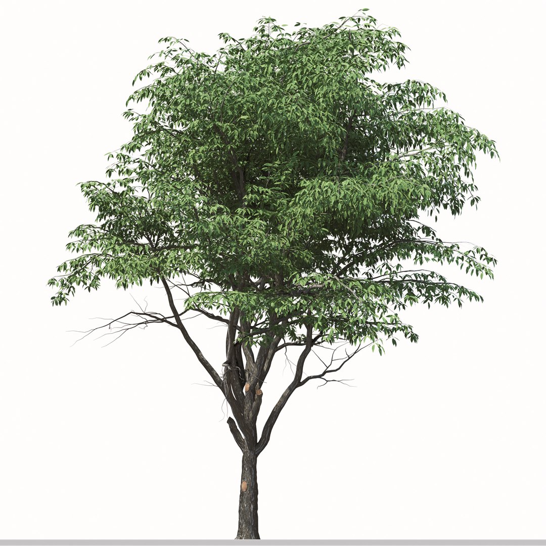 3D model Set of Pterocarya stenoptera or Chinese wingnut Tree 2 Trees