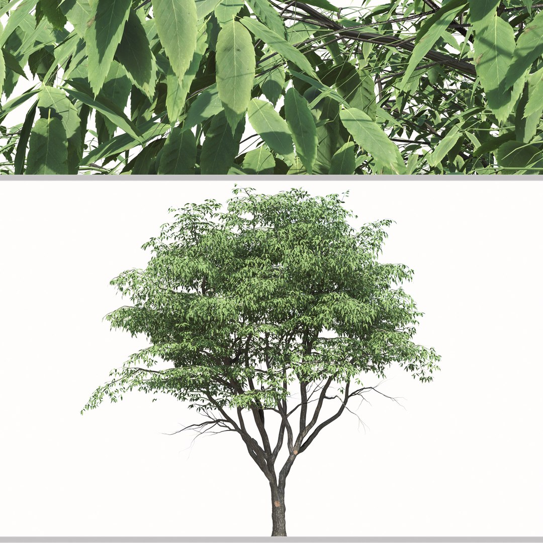 3D model Set of Pterocarya stenoptera or Chinese wingnut Tree 2 Trees