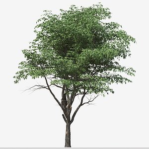3D model Set of Pterocarya stenoptera or Chinese wingnut Tree- 2 Trees