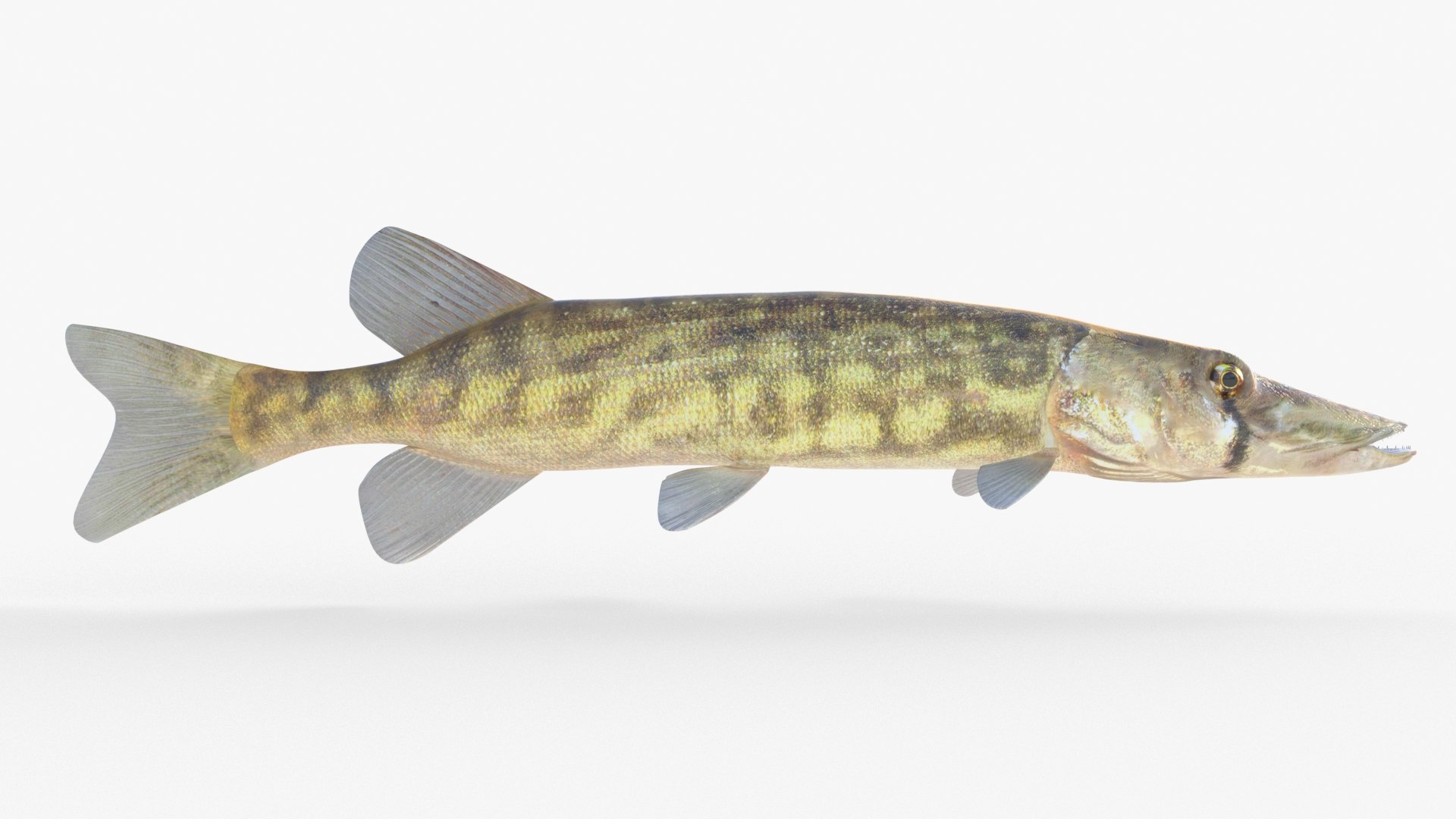 Juvenile American Pickerel 3D Model - TurboSquid 1843786