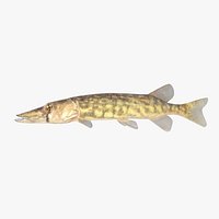 Juvenile  American Pickerel