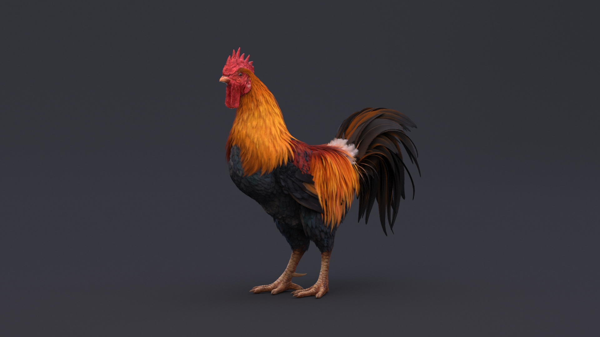 Rooster Rigged 3D Model - TurboSquid 1690722