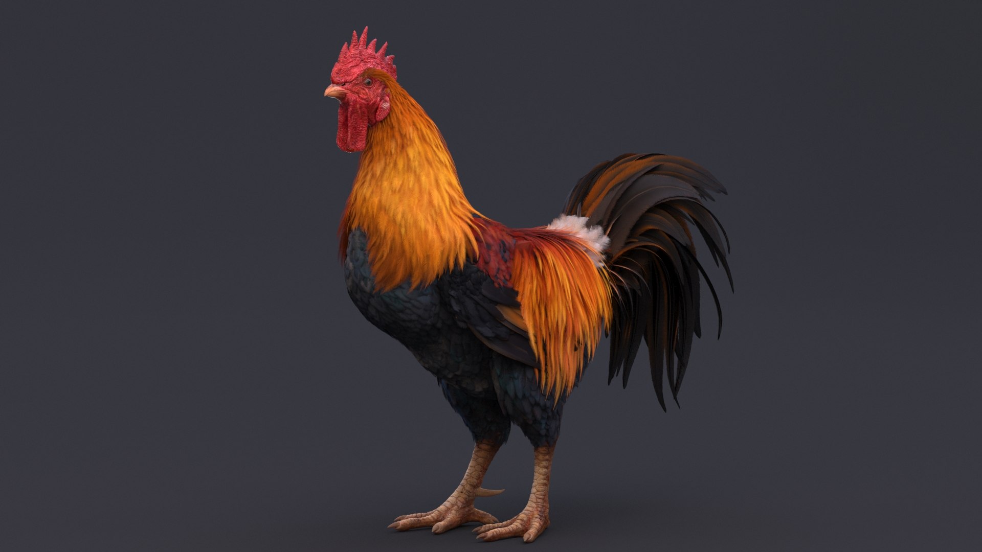 rooster rigged 3D model https://p.turbosquid.com/ts-thumb/yI/bHTcBM/Hz/roosterrigged.rgb_color.0001/jpg/1613043140/1920x1080/fit_q87/c1ea898a5456284b69478b6055027a08a629b876/roosterrigged.rgb_color.0001.jpg