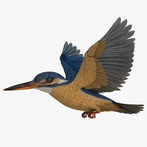 Common Kingfisher