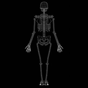 3D skeleton synovial joints model