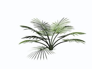 3d palms trees