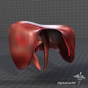 3d human diaphragm model