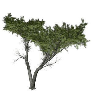 3D model Monterey Cypress Tree - 09 -