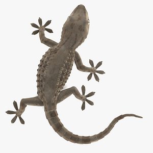 maya tarentola mauritanica