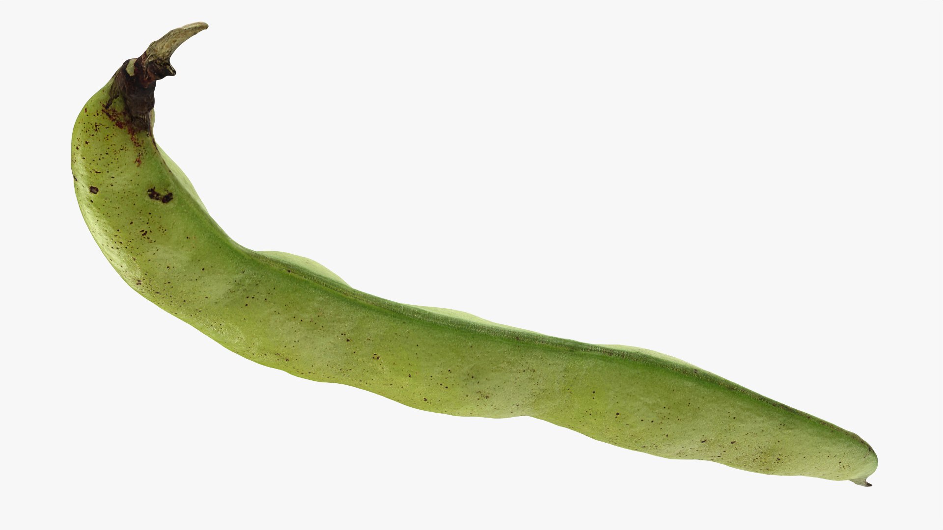 3D Broad Bean Pod 02 - 3D Scanned https://p.turbosquid.com/ts-thumb/yI/wL1OoU/N9/broadbean02_0010/png/1781204782/1920x1080/fit_q87/13a01ba0f2a6e76dd7506ad1cd6b5e5c1f55b5ea/broadbean02_0010.jpg