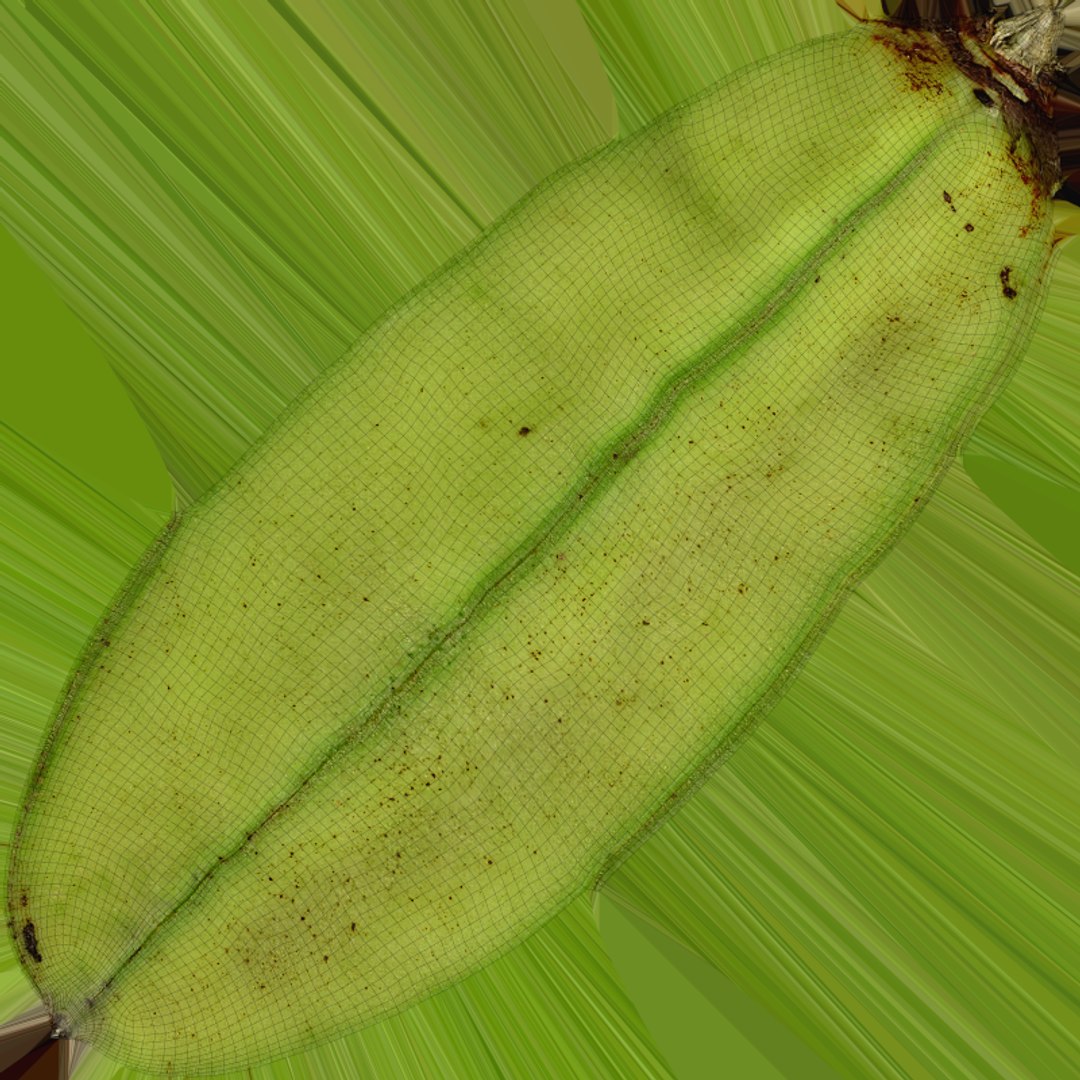 3D Broad Bean Pod 02 - 3D Scanned https://p.turbosquid.com/ts-thumb/yI/wL1OoU/W8/broadbean02_e0004/png/1781204787/1920x1080/fit_q87/4493c077b5596c5e53a0ea3b311be75ef3919383/broadbean02_e0004.jpg