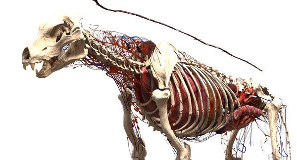 Hyena anatomy 3D model - TurboSquid 1395312