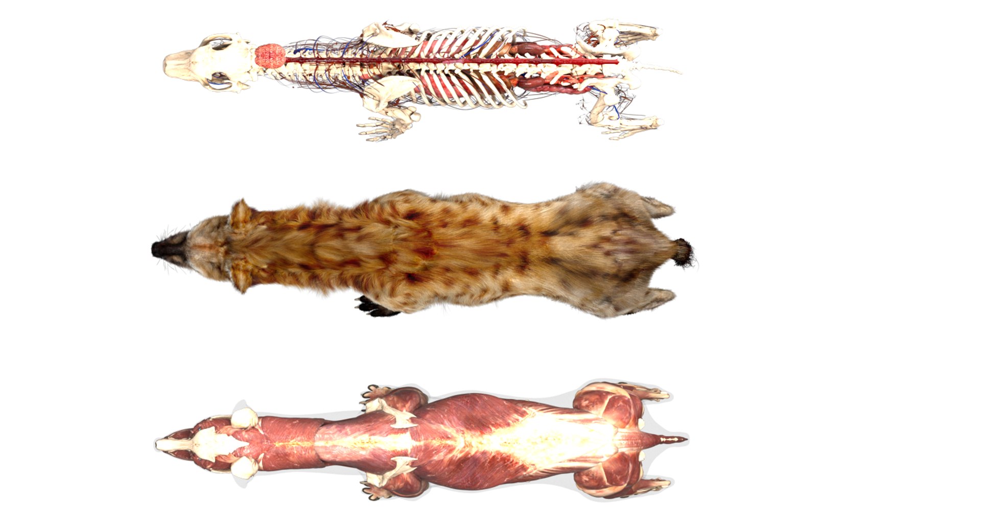 Hyena anatomy 3D model - TurboSquid 1395312