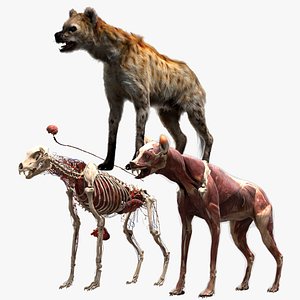 Hyena Anatomy
