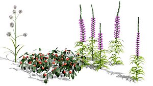 North American Native Flora 3D