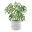 鉢植えの室内植物 V358 3D植物モデル