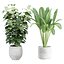 鉢植えの室内植物 V358 3D植物モデル