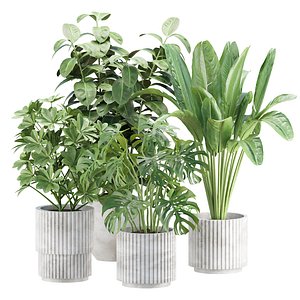 3D Indoor Plants in Pot V358 3D Plant Model