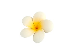 3D model plumeria flower