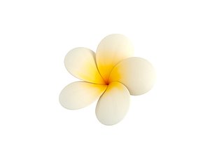 Plumeria Flower