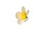 プルメリアの花