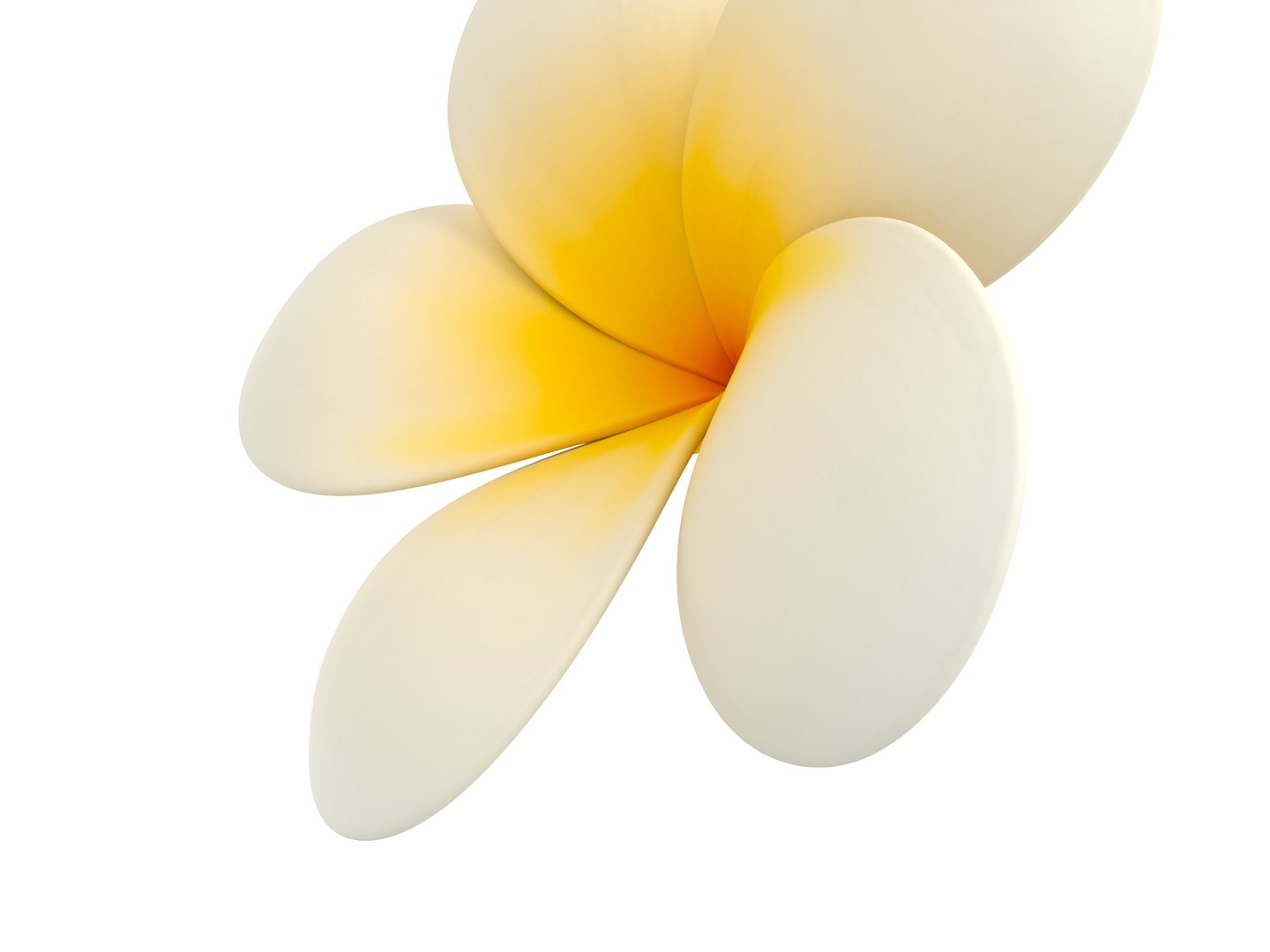 3D model plumeria flower https://p.turbosquid.com/ts-thumb/yJ/9a3DuL/FR/rend_0009/jpg/1609914053/1920x1080/fit_q87/039a845b9fb2822a63c75e1987bf4e57a3b3409c/rend_0009.jpg