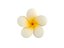 プルメリアの花