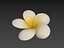プルメリアの花