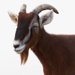 3D model Brown Goat static Xgen-Core