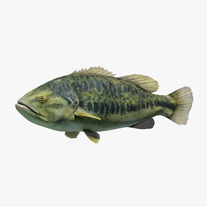 3D Largemouth Bass