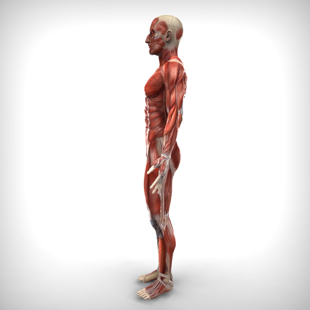 Human Male Muscular 3d Model