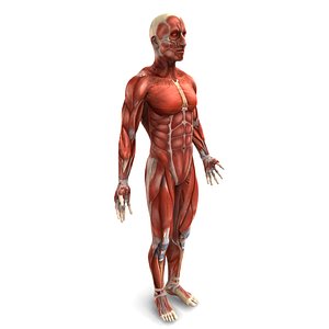 Human Male Muscular System