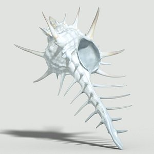 murex snails rock 3d obj