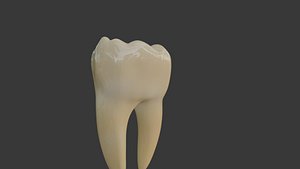 3D Human Molar Tooth v2 model
