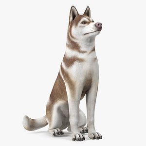 Sitting Siberian Husky Copper and White