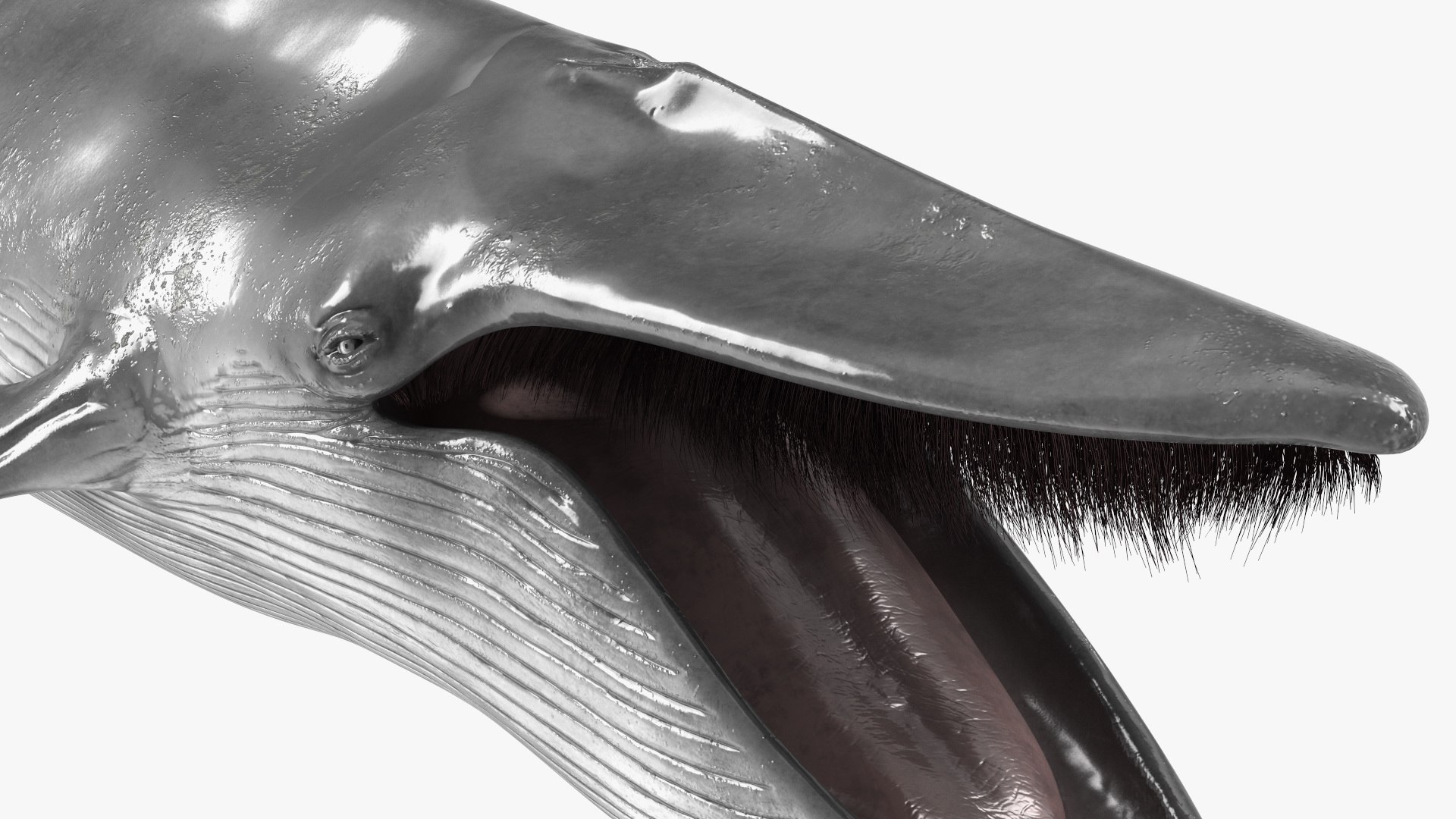 3D Blue Whale Fur model - TurboSquid 2061201